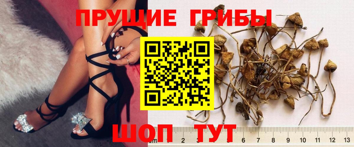 Псилоцибиновые грибы GOLDEN TEACHER  Псилоцибиновые грибы GOLDEN TEACHER  Гагарин  Вход с VPN 